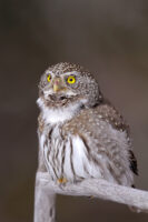 Northern Pygmy Owls, The Hunt Continues!