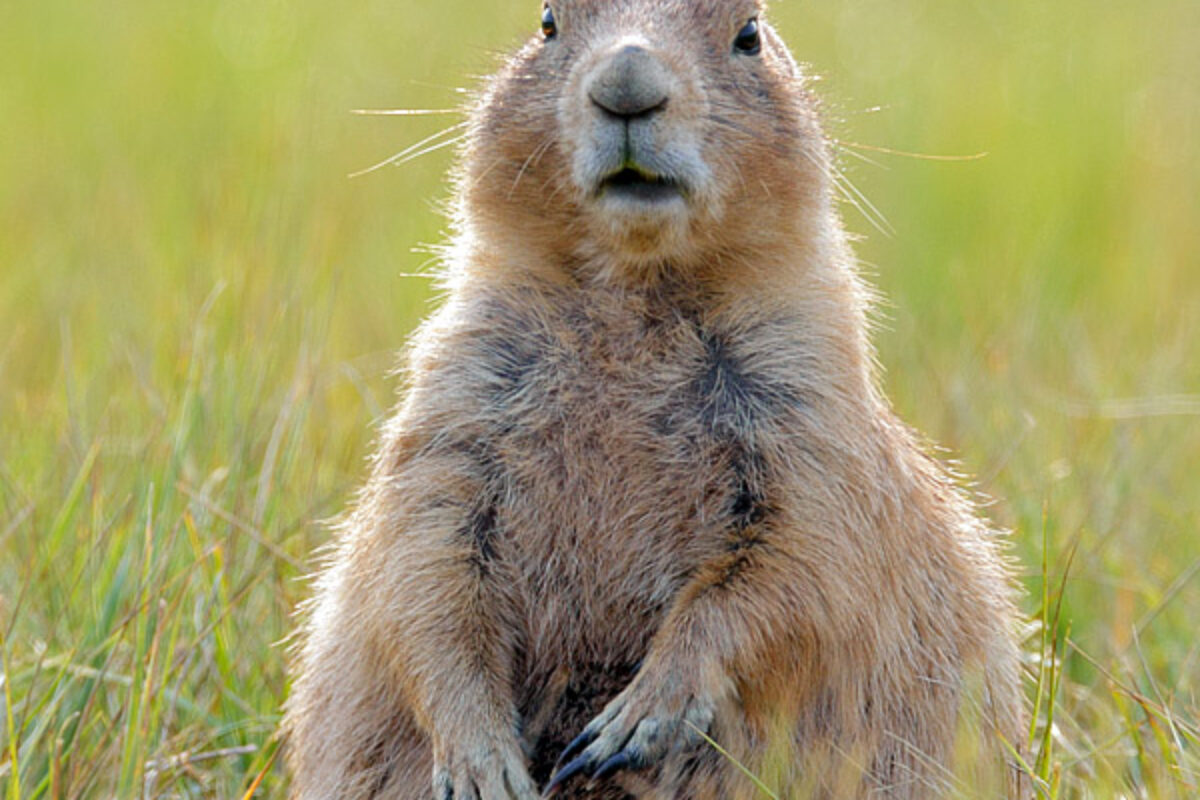 Harrassment at Devils Tower National Monument