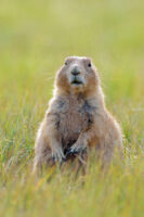 Harrassment at Devils Tower National Monument