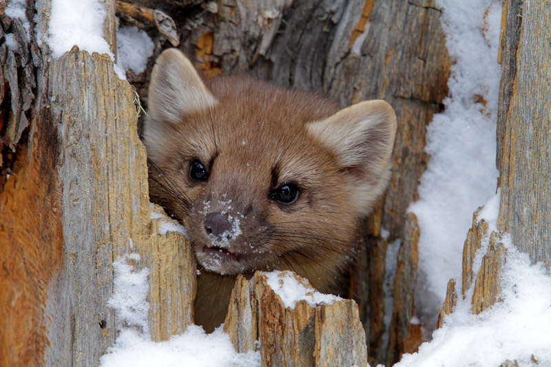 pmarten1