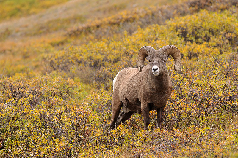 ram2