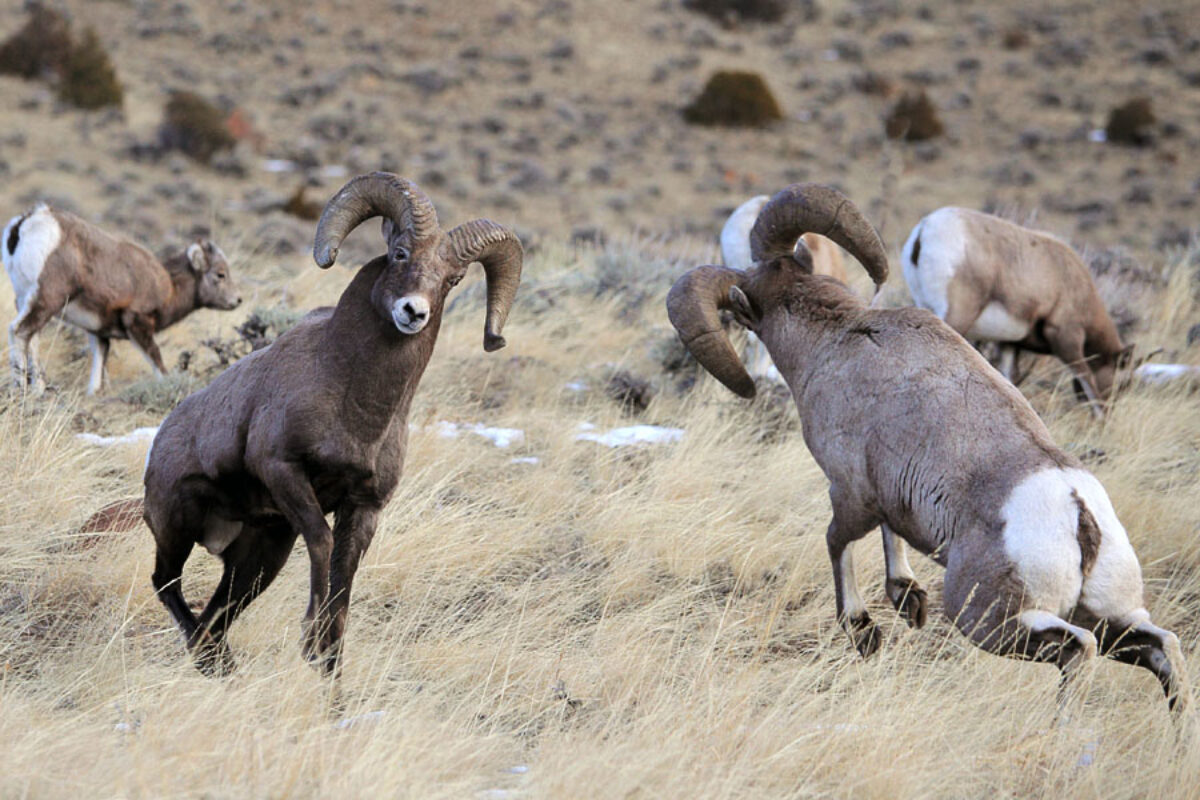 Battlling Bighorns Tour Video