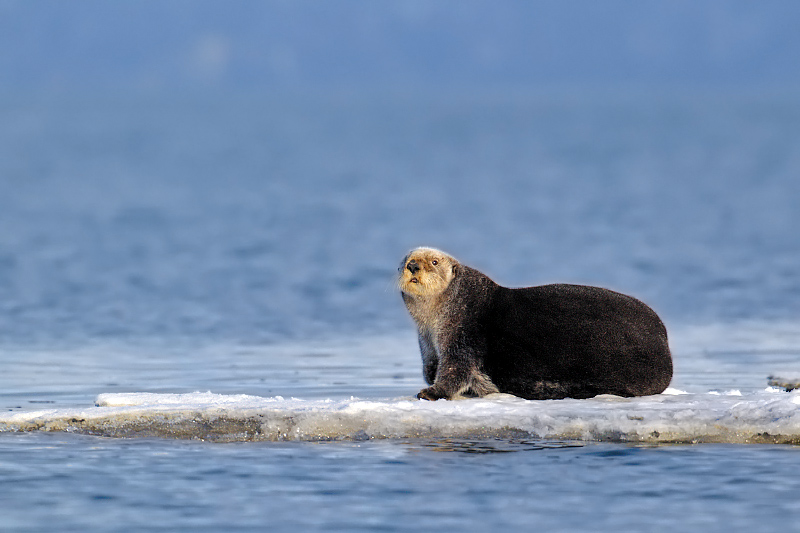 seaotter1
