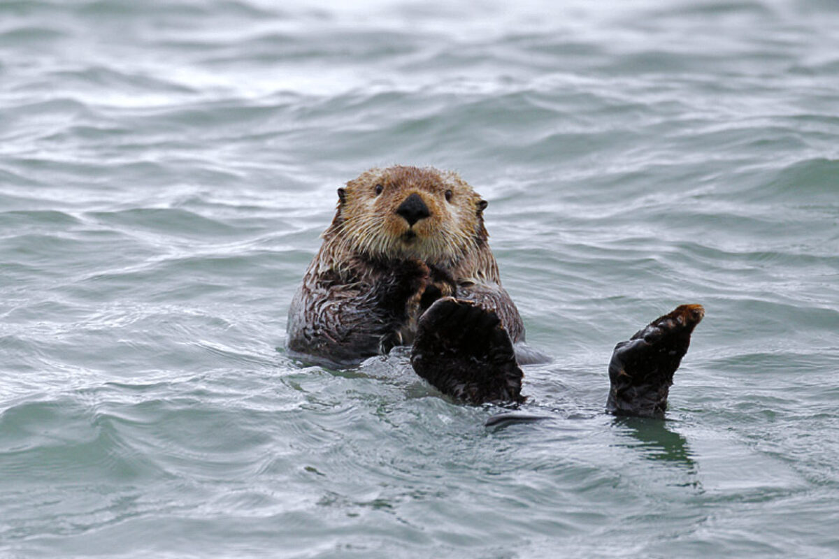 “Coastal Bears of Alaska” trip report #2