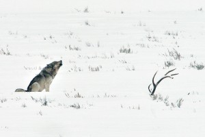 2026  Winter Yellowstone Photo Adventures