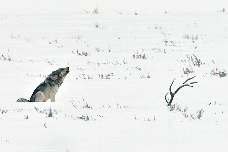 2026  Winter Yellowstone Photo Adventures