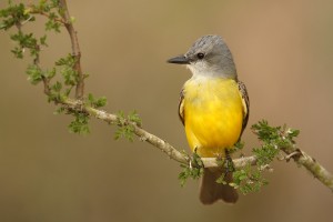 2016 ” South Texas Private Ranch” Photo Tour