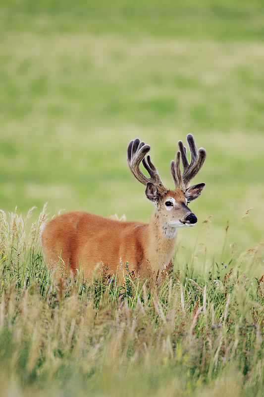 whitetail1