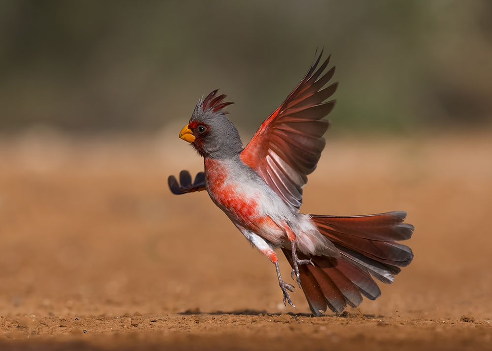 WJDL9333 Pyrrhuloxia 1000