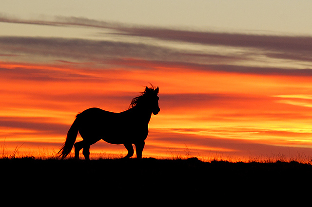 wmustangsunset2